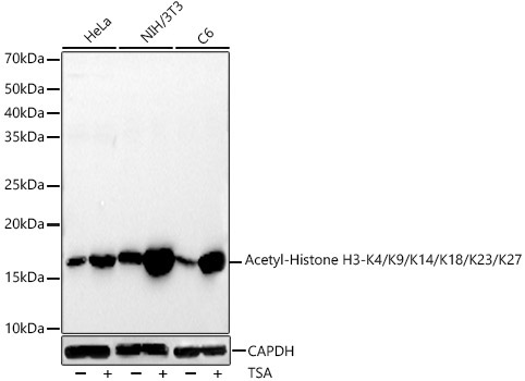 Acetyl-Histone H3-K27 Rabbit Monoclonal Antibody