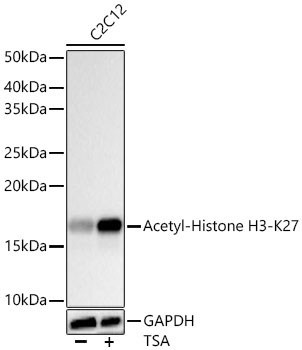 Acetyl-Histone H3-K27 Rabbit Monoclonal Antibody