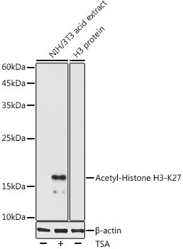Acetyl-Histone H3-K27 Rabbit Polyclonal Antibody