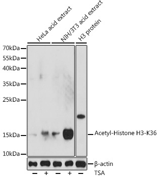 Acetyl-Histone H3-K36 Rabbit Polyclonal Antibody