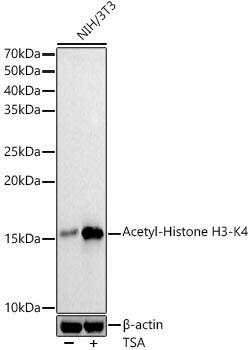 Acetyl-Histone H3-K4 Rabbit Polyclonal Antibody