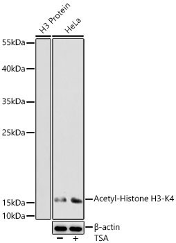 Acetyl-Histone H3-K4 Rabbit Polyclonal Antibody