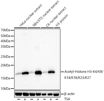 Acetyl-Histone H3-K4/K9/K14/K18/K23/K27 Rabbit Polyclonal Antibody