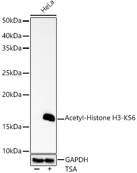 Acetyl-Histone H3-K56 Rabbit Polyclonal Antibody