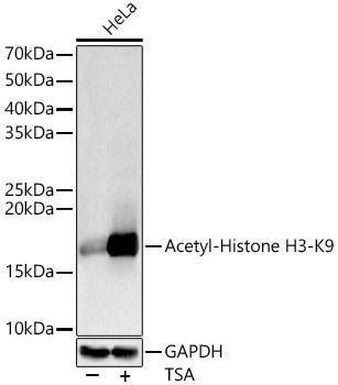Acetyl-Histone H3-K9 Rabbit Polyclonal Antibody