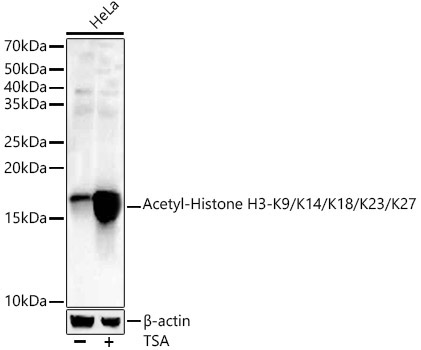 Acetyl-Histone H3-K9/K14/K18/K23/K27 Rabbit Polyclonal Antibody