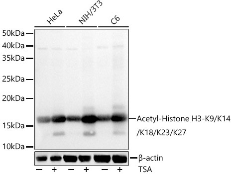 Acetyl-Histone H3-K9/K14/K18/K23/K27 Rabbit Polyclonal Antibody