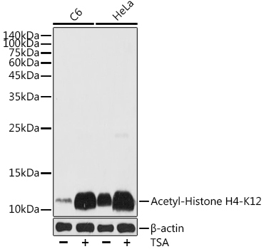 Acetyl-Histone H4-K12 Rabbit Polyclonal Antibody