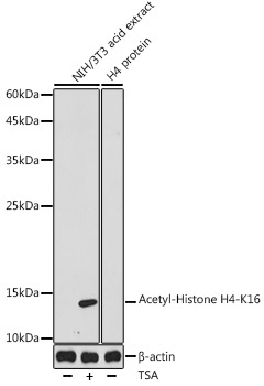 Acetyl-Histone H4-K16 Rabbit Polyclonal Antibody