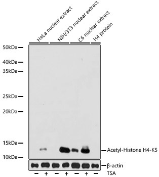 Acetyl-Histone H4-K5 Rabbit Monoclonal Antibody