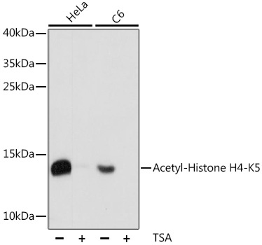Acetyl-Histone H4-K5 Rabbit Polyclonal Antibody