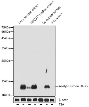 Acetyl-Histone H4-K5 Rabbit Polyclonal Antibody