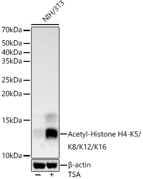 Acetyl-Histone H4-K5/K8/K12/K16 Rabbit Polyclonal Antibody