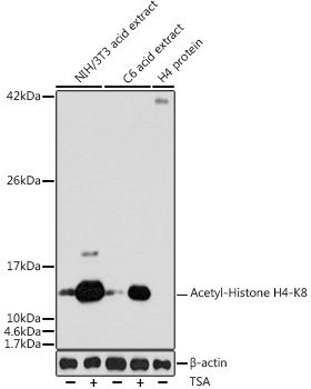 Acetyl-Histone H4-K8 Rabbit Polyclonal Antibody