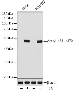 Acetyl-p53- K370 Rabbit Monoclonal Antibody