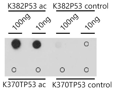 Acetyl-p53-K382 Rabbit Polyclonal Antibody