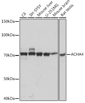 ACHA4 Rabbit Monoclonal Antibody