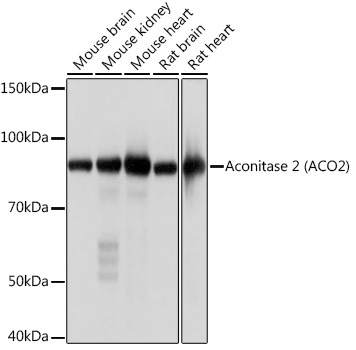 Aconitase 2 (ACO2) Rabbit Monoclonal Antibody