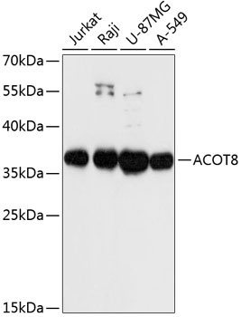 ACOT8 Rabbit Polyclonal Antibody