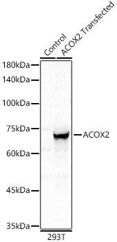 ACOX2 Rabbit Polyclonal Antibody