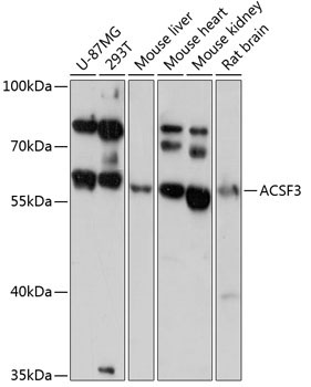 ACSF3 Rabbit Polyclonal Antibody
