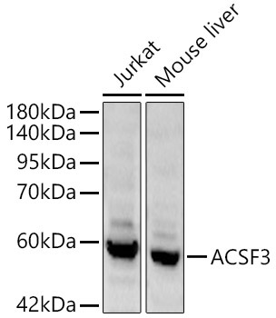 ACSF3 Rabbit Polyclonal Antibody