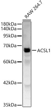 ACSL1 Rabbit Polyclonal Antibody