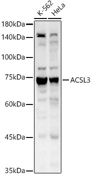 ACSL3 Rabbit Polyclonal Antibody