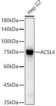 ACSL4 Rabbit Polyclonal Antibody