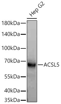 ACSL5 Rabbit Polyclonal Antibody