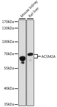 ACSM2A Rabbit Polyclonal Antibody