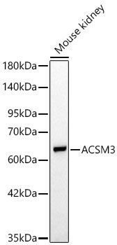 ACSM3 Rabbit Polyclonal Antibody