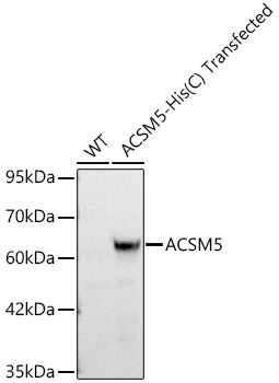 ACSM5 Rabbit Polyclonal Antibody
