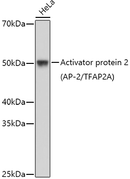 Activator protein 2 (AP-2/TFAP2A) Rabbit Polyclonal Antibody