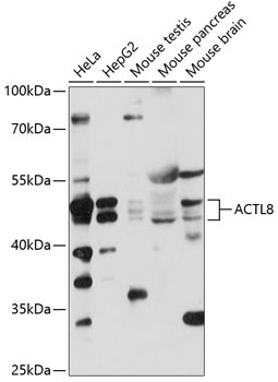 ACTL8 Rabbit Polyclonal Antibody