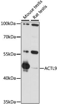 ACTL9 Rabbit Polyclonal Antibody