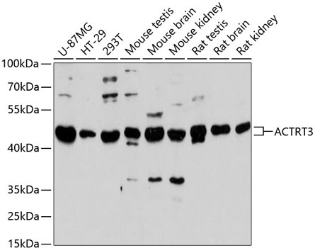 ACTRT3 Rabbit Polyclonal Antibody