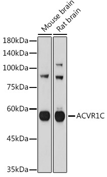 ACVR1C Rabbit Polyclonal Antibody