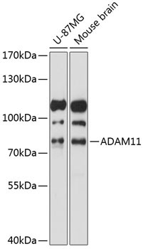 ADAM11 Rabbit Polyclonal Antibody