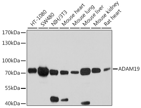 ADAM19 Rabbit Polyclonal Antibody