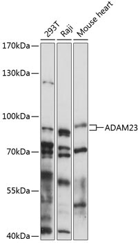 ADAM23 Rabbit Polyclonal Antibody