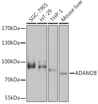 ADAM28 Rabbit Polyclonal Antibody