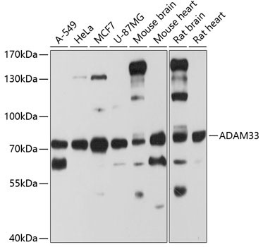 ADAM33 Rabbit Polyclonal Antibody
