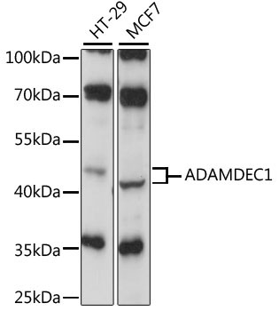 ADAMDEC1 Rabbit Polyclonal Antibody
