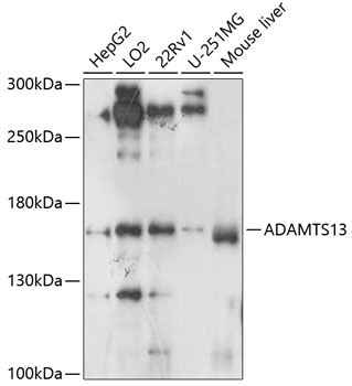 ADAMTS13 Rabbit Polyclonal Antibody