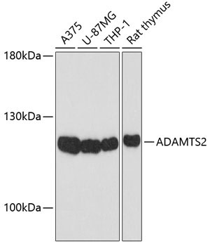 ADAMTS2 Rabbit Polyclonal Antibody