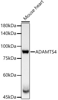ADAMTS4 Rabbit Polyclonal Antibody