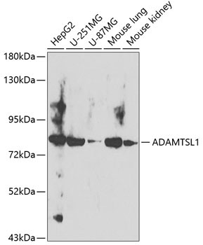 ADAMTSL1 Rabbit Polyclonal Antibody