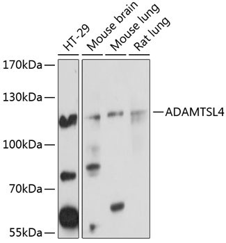 ADAMTSL4 Rabbit Polyclonal Antibody