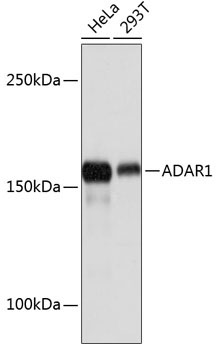 ADAR1 Rabbit Monoclonal Antibody